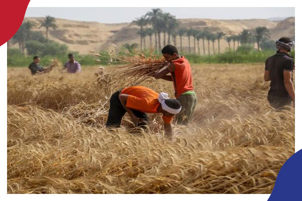 حكومة مصر تضع يدها على القمح المحلي بسبب أزمة أوكرانيا وتهدد المزارعين 